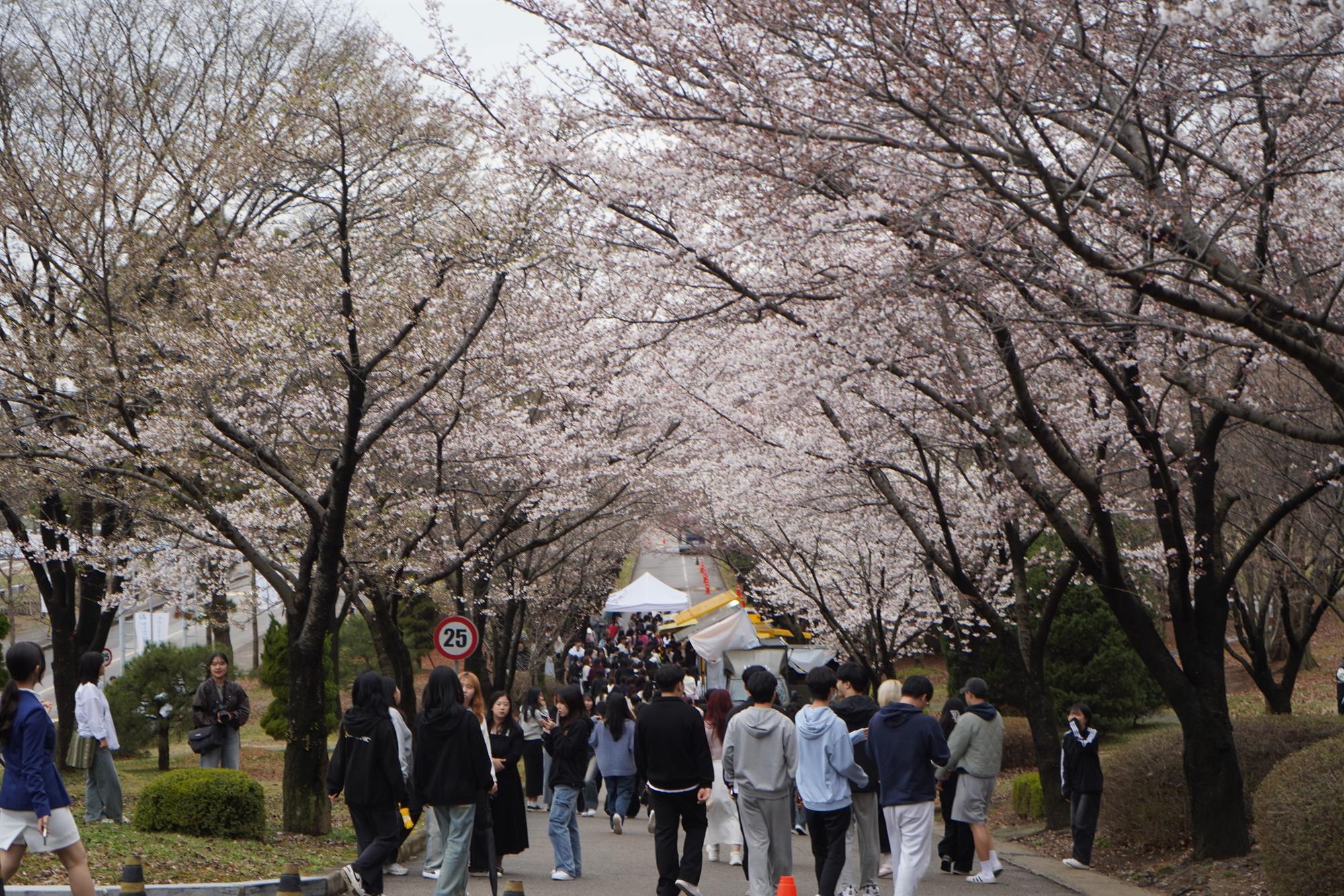 030_240408_안산대학교 총학생회 AU 벚꽃축제(선홍제) 개최.jpg